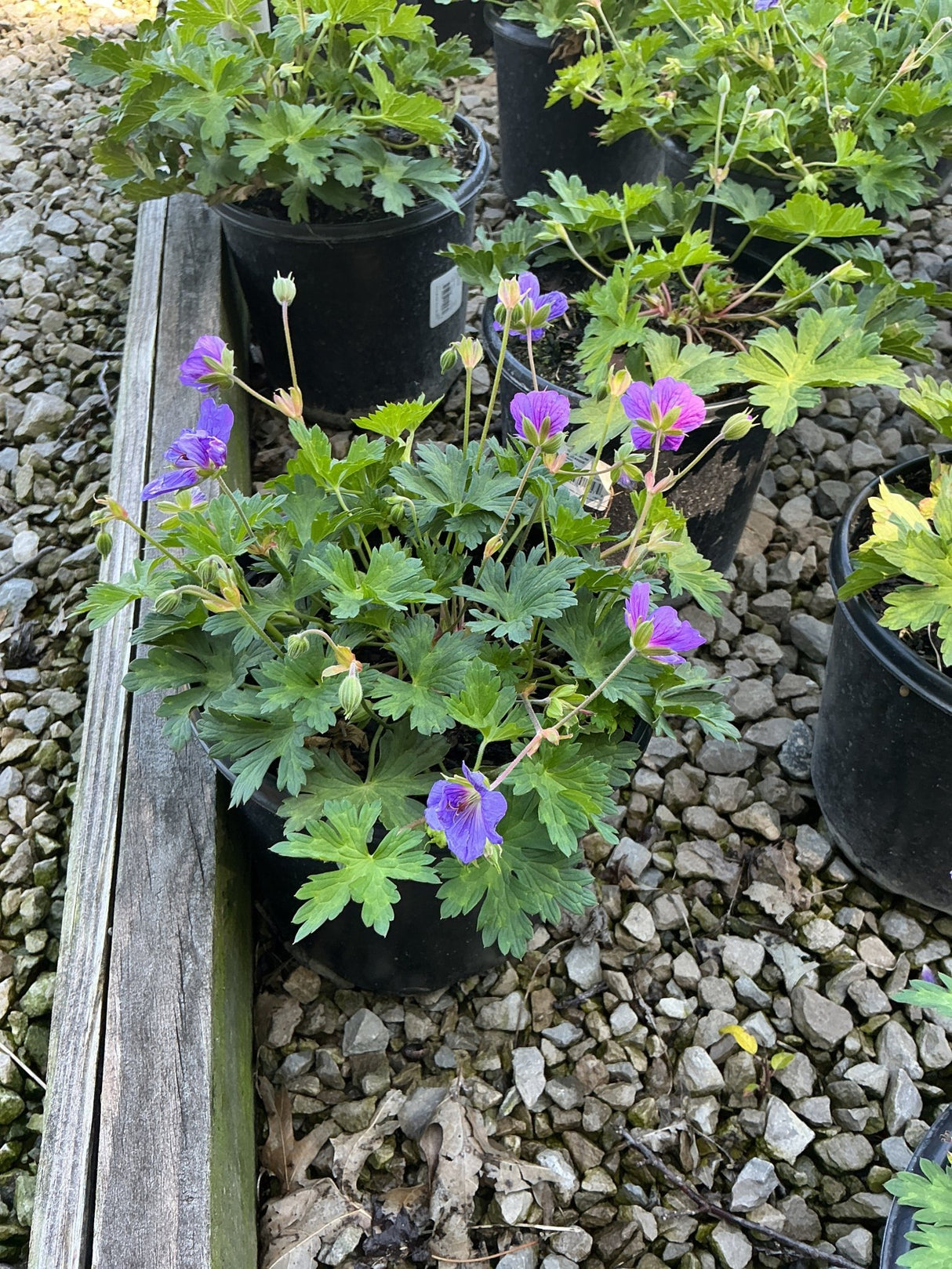 Rozanne Hardy Geranium in a black nursery container displaying violet-blue blooms and deeply lobed green foliage on a gravel bed.