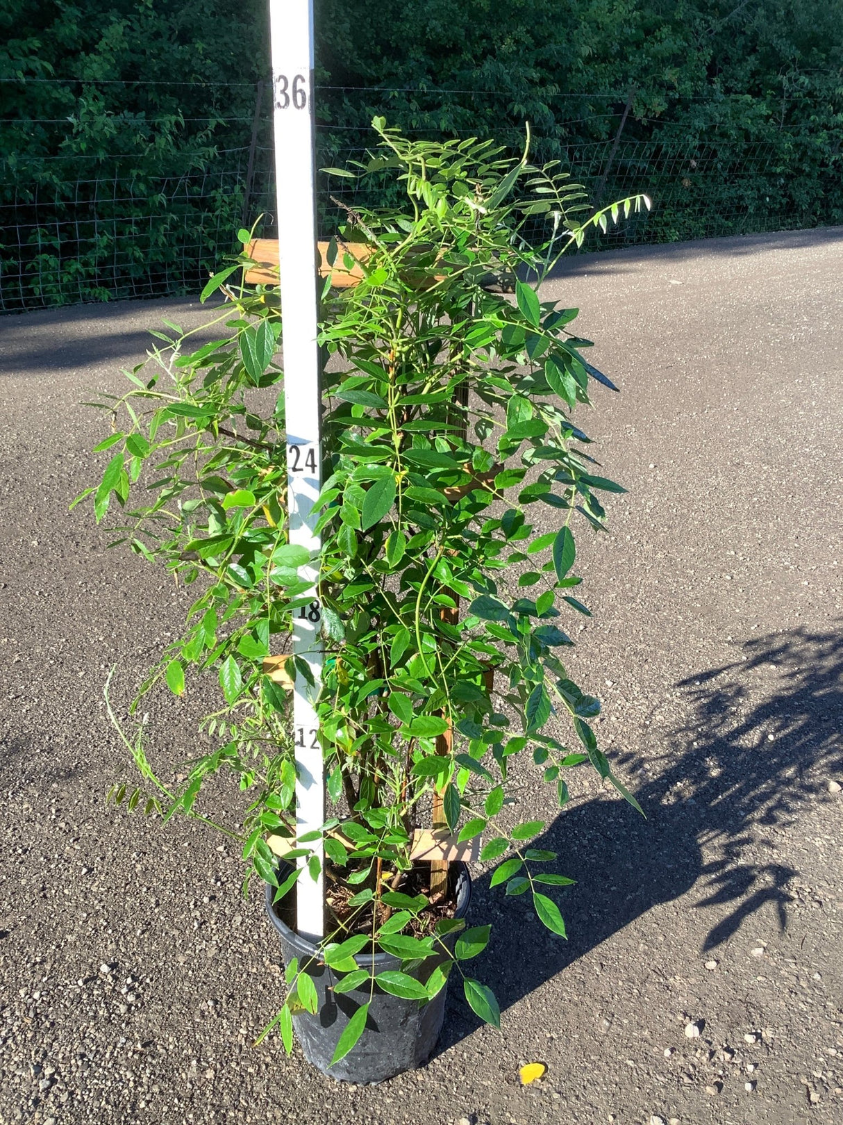 Amethyst Falls Wisteria vine in a #2 container with lush green pinnate foliage, shown against a measurement pole.