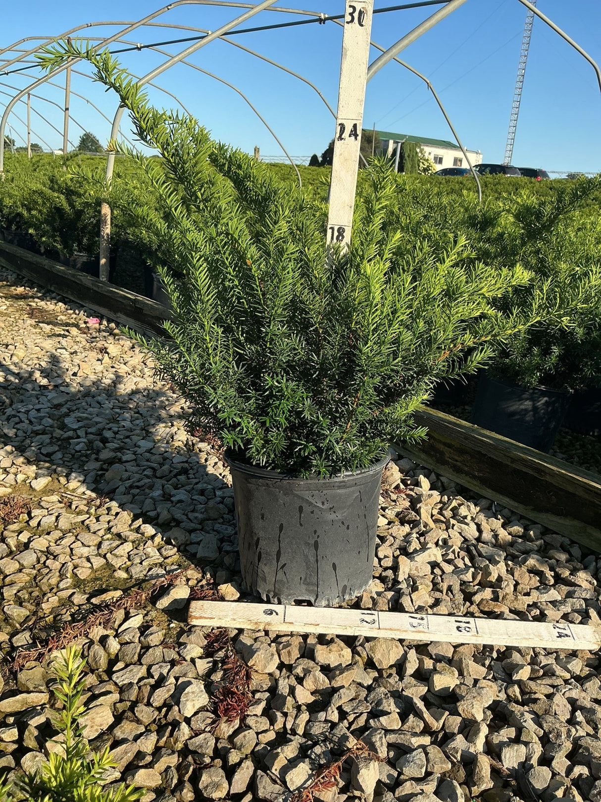 Densiformis Yew shrub in a #3 container showing dense dark green needle foliage at a nursery grow yard.
