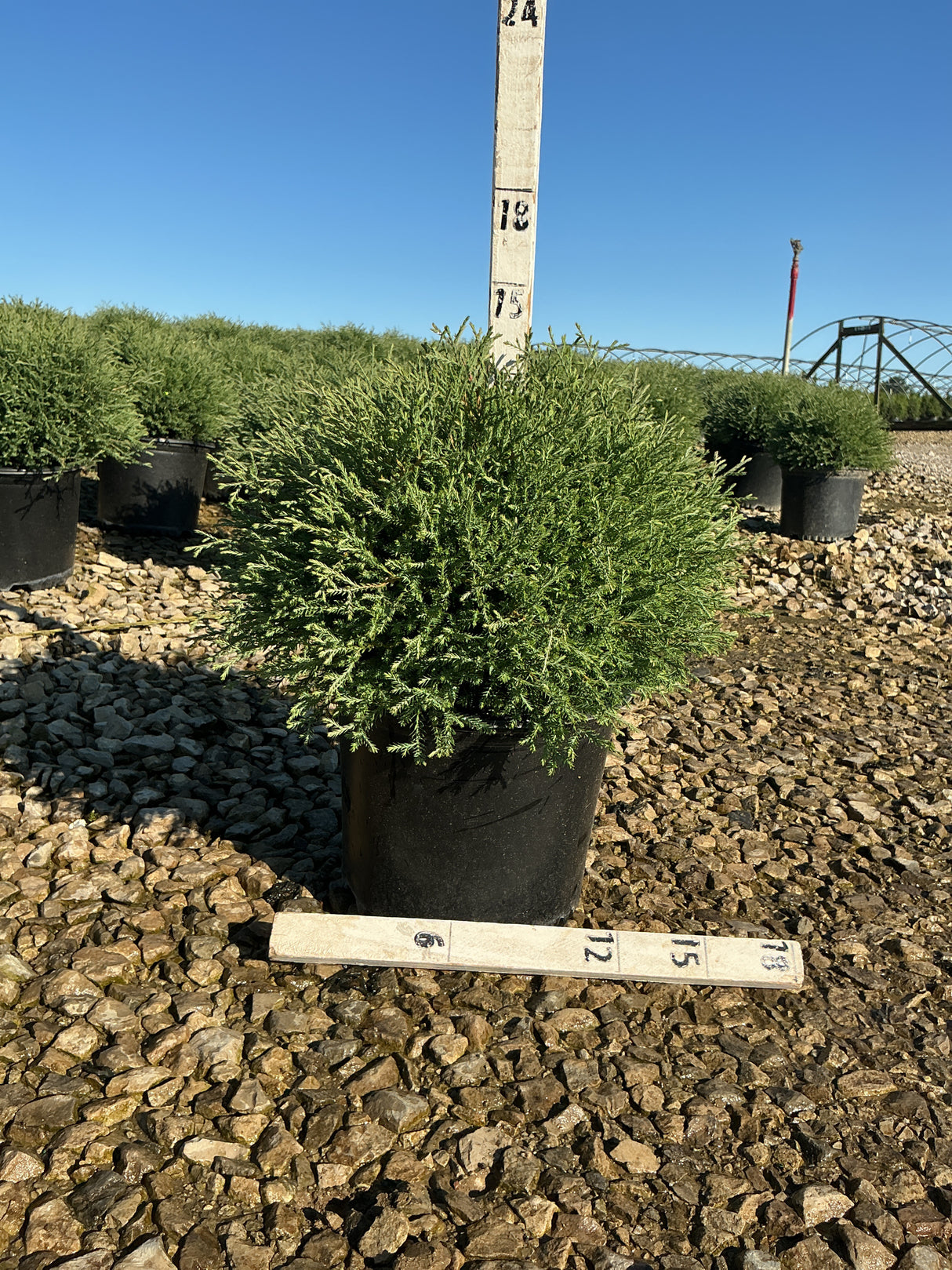 Mr. Bowling Ball Arborvitae in a #3 container displaying dense rounded green foliage at a nursery.