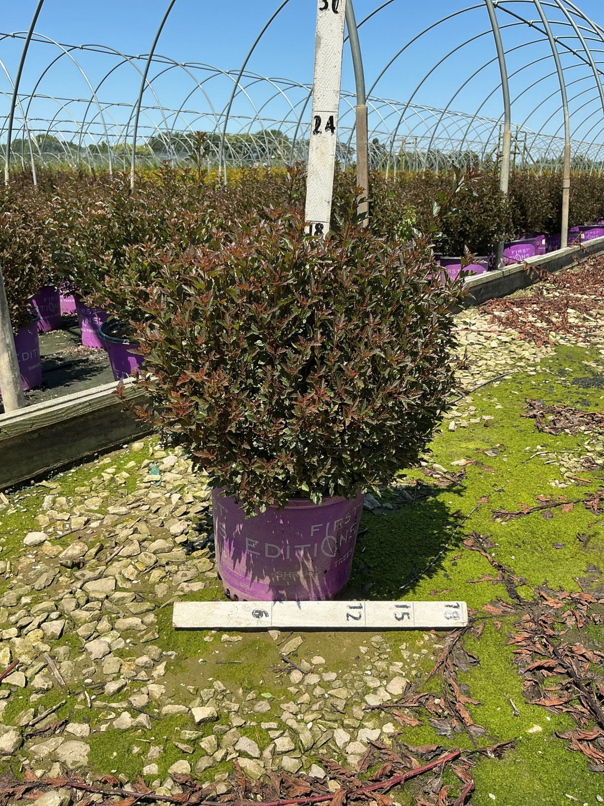 Little Devil Ninebark shrub in a #3 container showing dense burgundy foliage at a nursery growing facility.