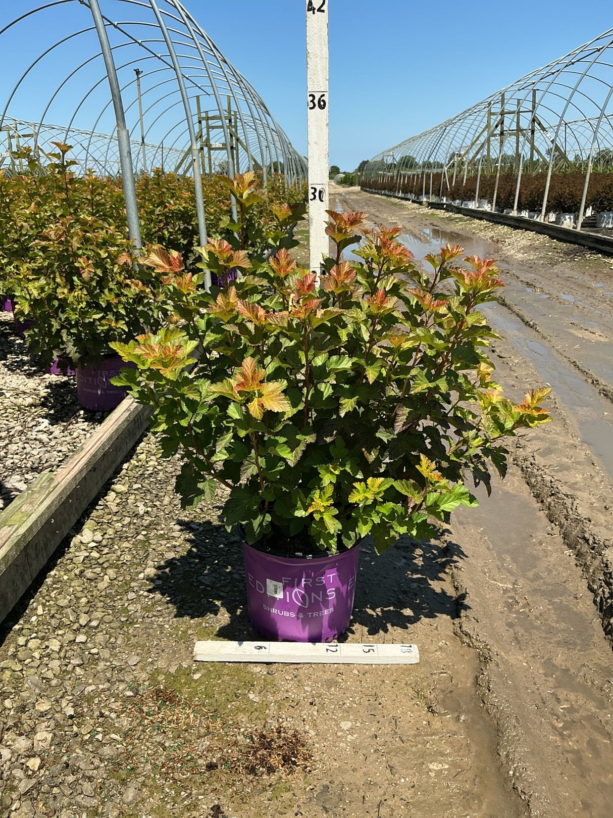 Amber Jubilee Ninebark shrub in a purple First Editions container at a nursery, showing vibrant multi-toned foliage.