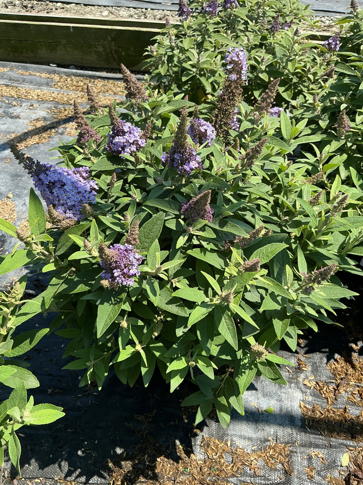 Butterfly Candy Lil' Lavender Butterfly Bush covered in purple-lavender cone-shaped flower spikes in a nursery setting.
