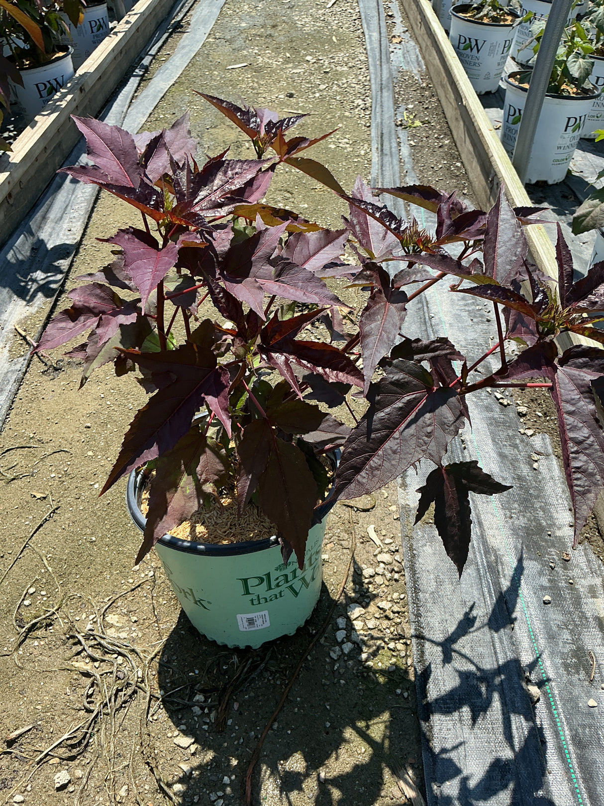 Midnight Marvel Hardy Hibiscus in a #2 container displaying deep burgundy-purple foliage at a nursery greenhouse.