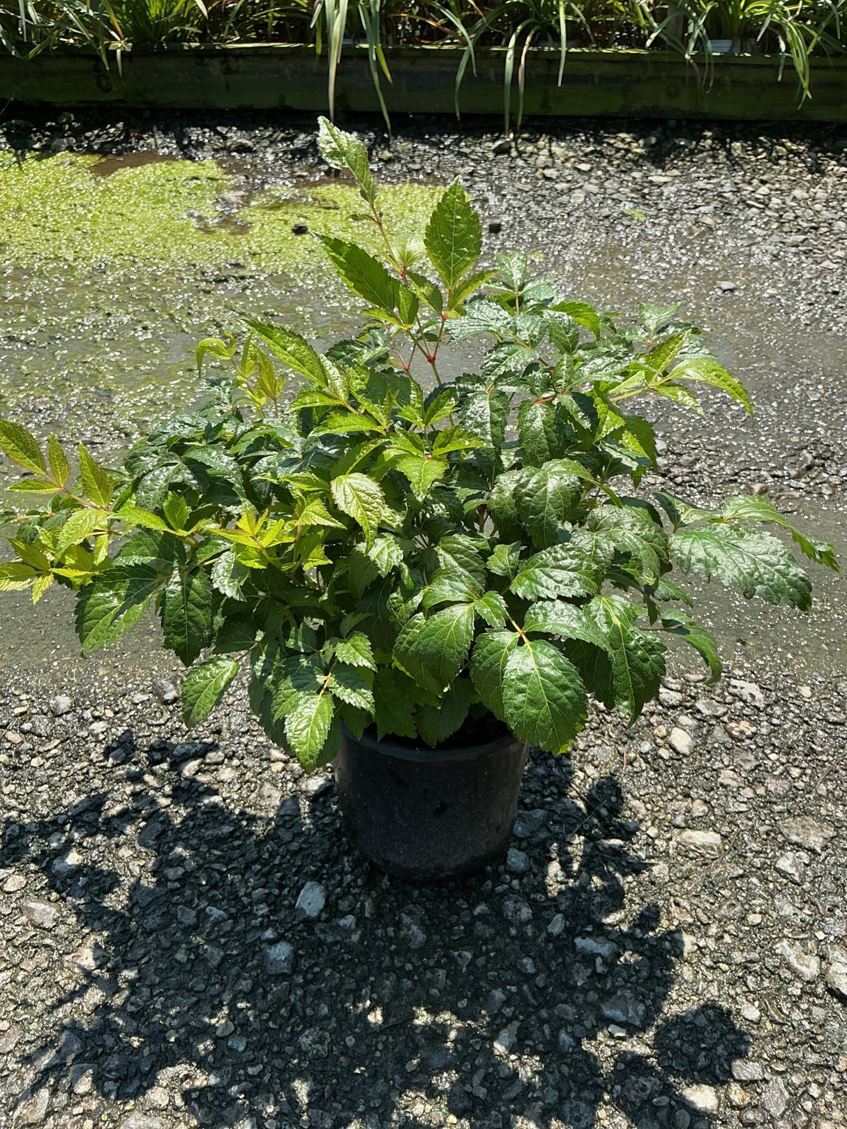 Fanal Astilbe in a #1 container showing lush dark green foliage with reddish stems on a gravel nursery surface.