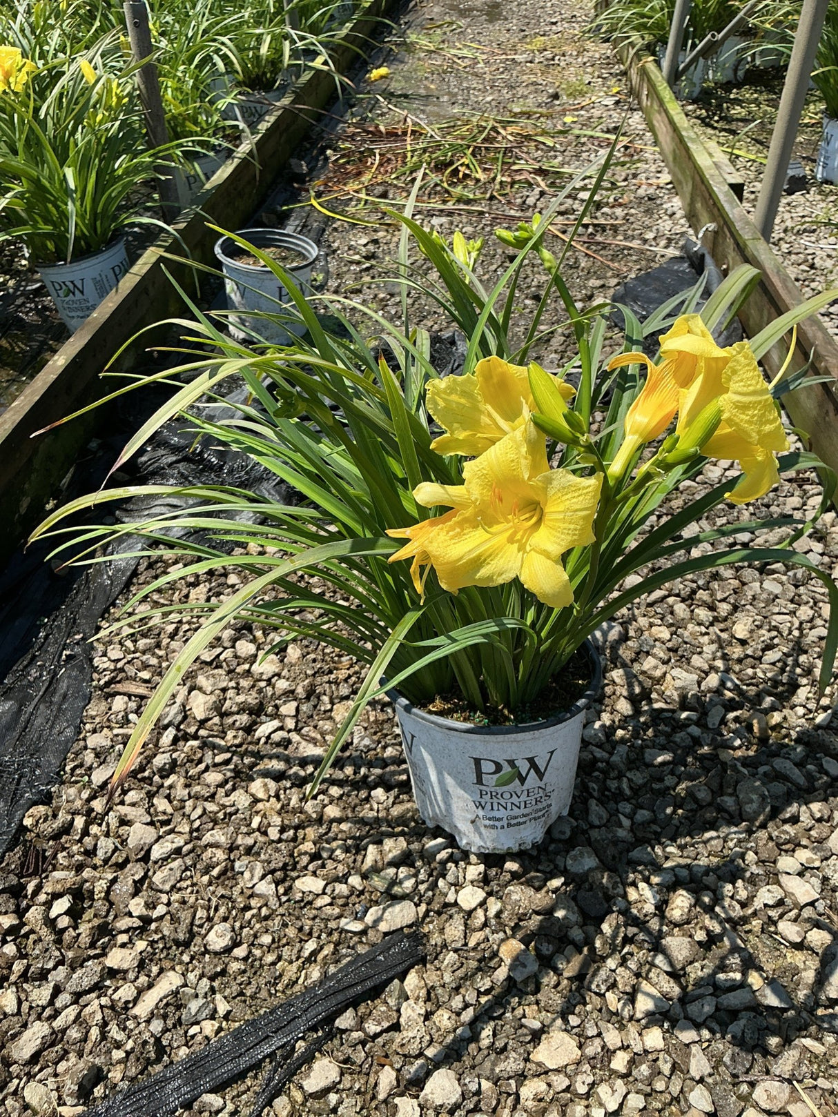 Rainbow Rhythm Going Bananas Daylily blooming in a Proven Winners container with bright yellow flowers at a nursery.
