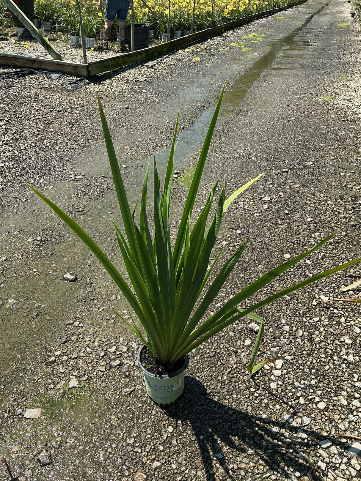 Water Iris Versicolor in a #1 container showing upright sword-like green foliage at a nursery.