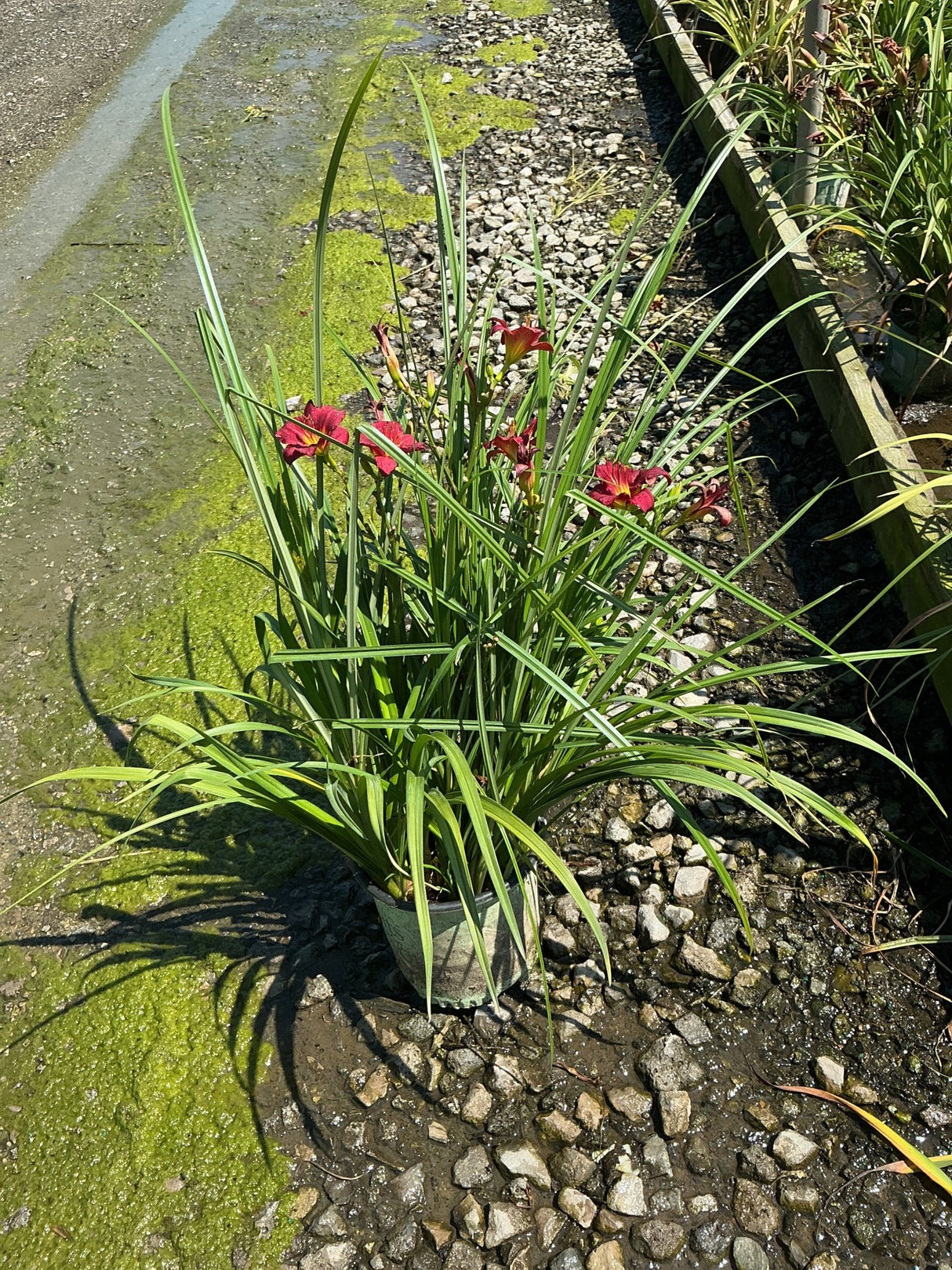 Double Pardon Me Daylily in a #1 container displaying deep red blooms amid long green arching foliage in bright sun.