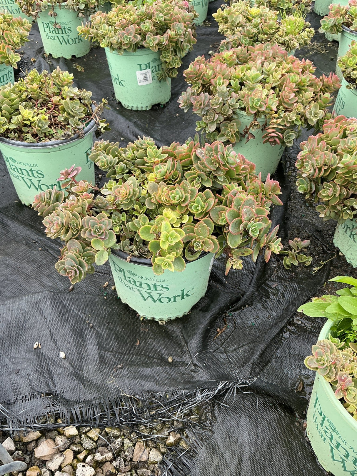SunSparkler Lime Zinger Sedum in nursery containers showing dense rosettes with green and pink-tipped foliage.