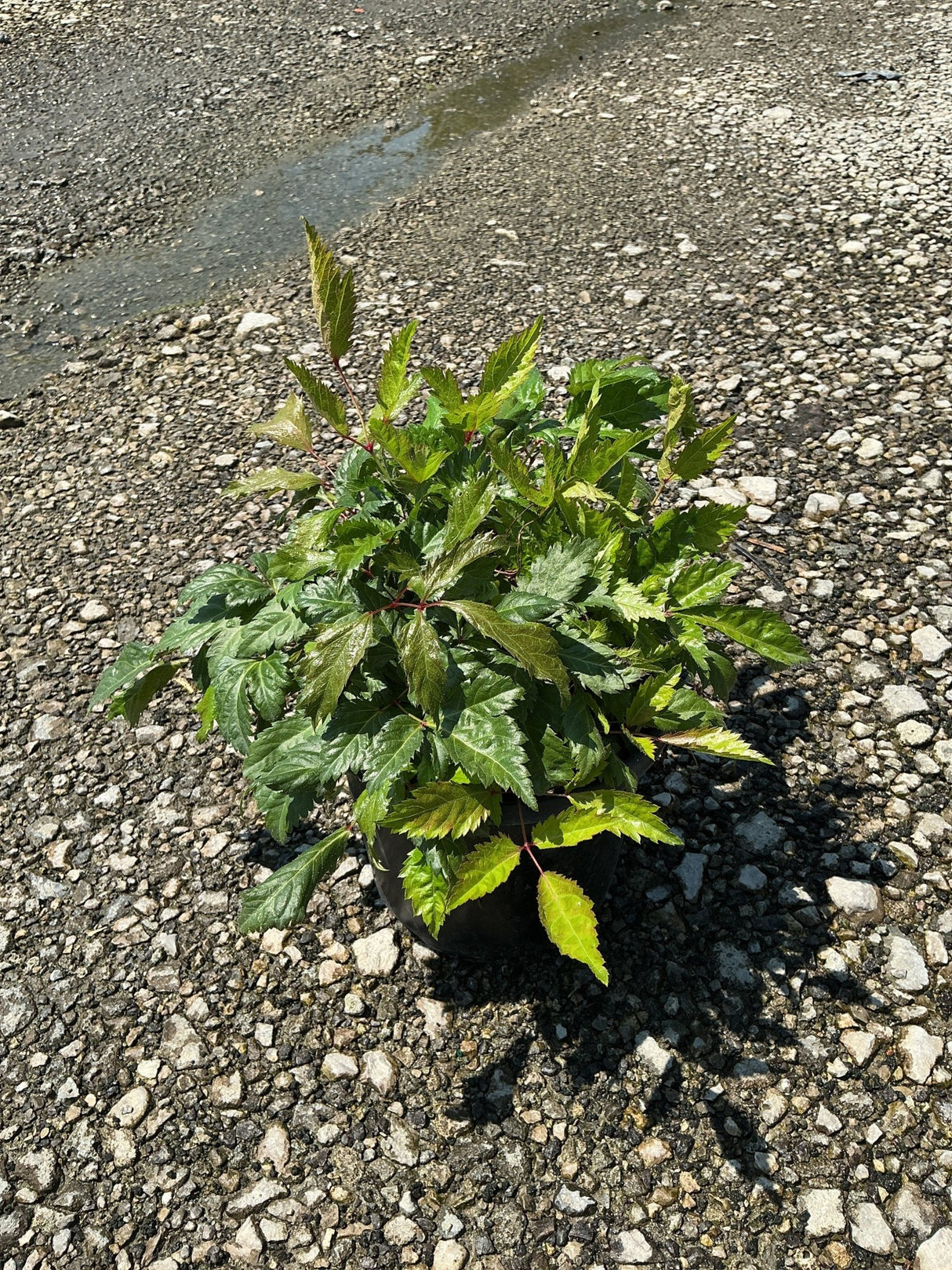 Bridal Veil Astilbe in a #1 container showing lush, serrated green foliage with reddish stems on a gravel surface.