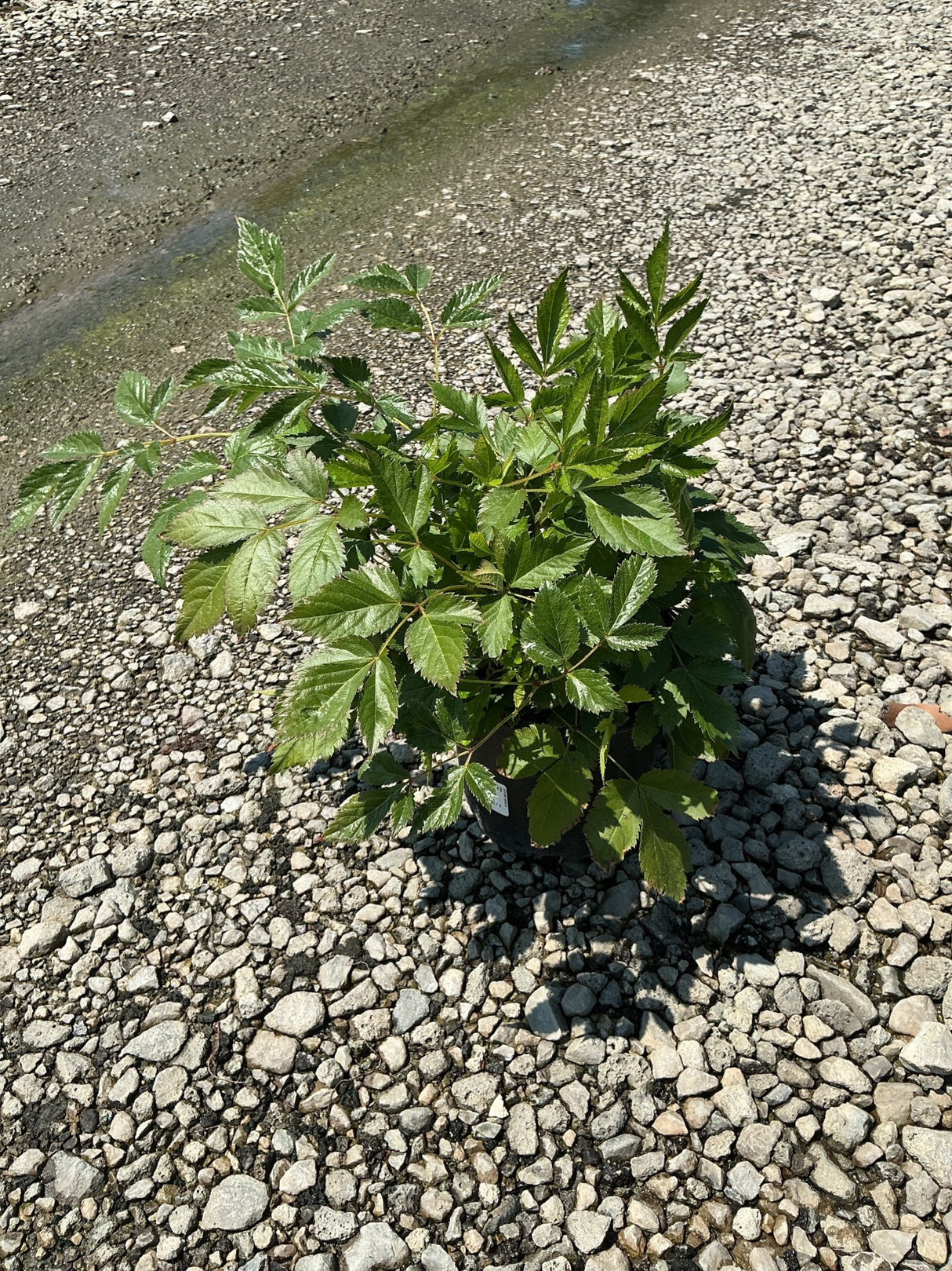 Vision in Pink Astilbe plant in a #1 container showing lush green compound foliage on a gravel surface.