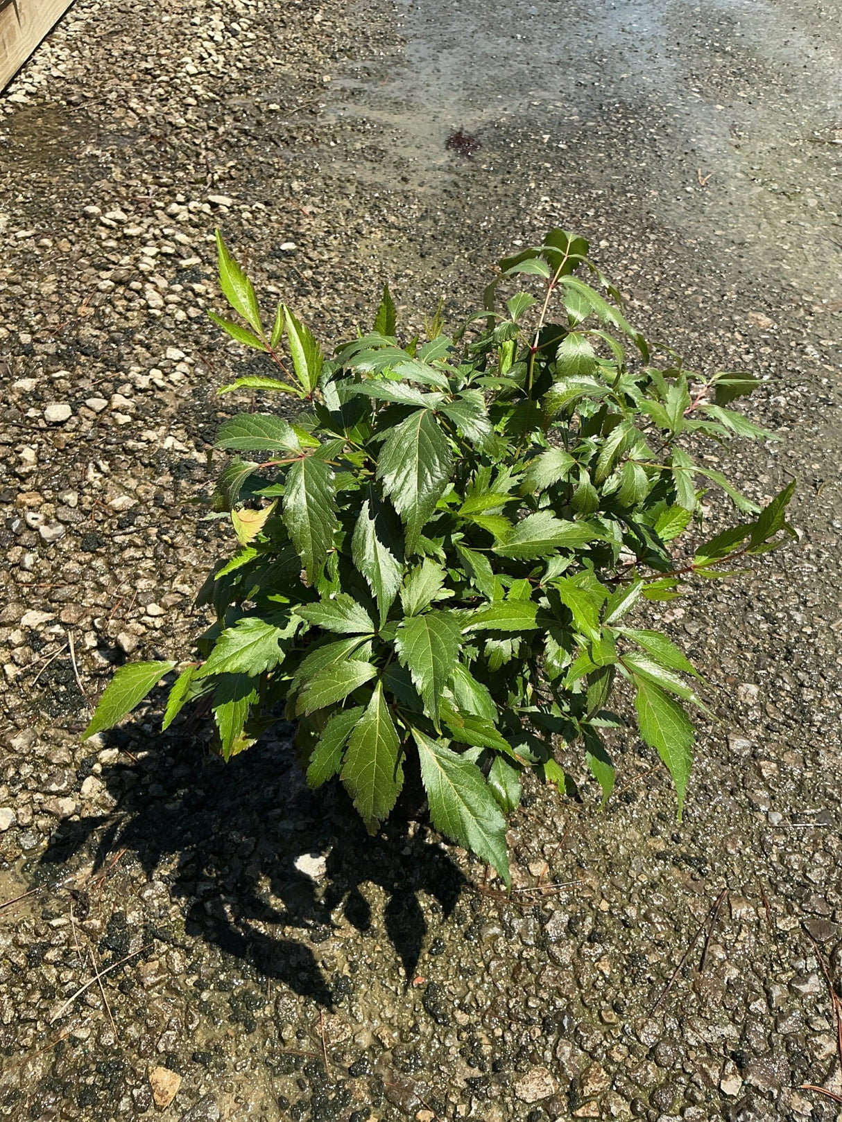 Peach Blossom Astilbe showing dense, serrated green foliage growing low in a gravel setting.