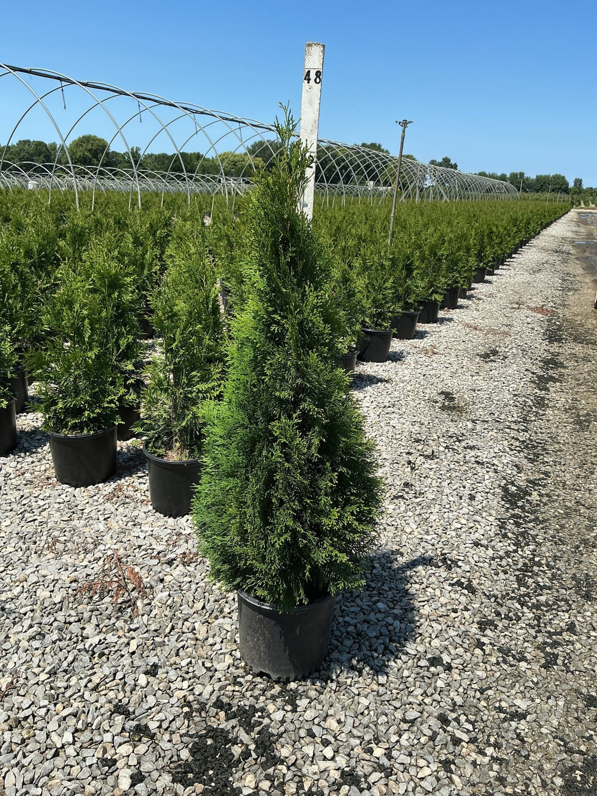 Emerald Green Arborvitae in black nursery containers lined in rows at a growing facility, showing narrow columnar habit.