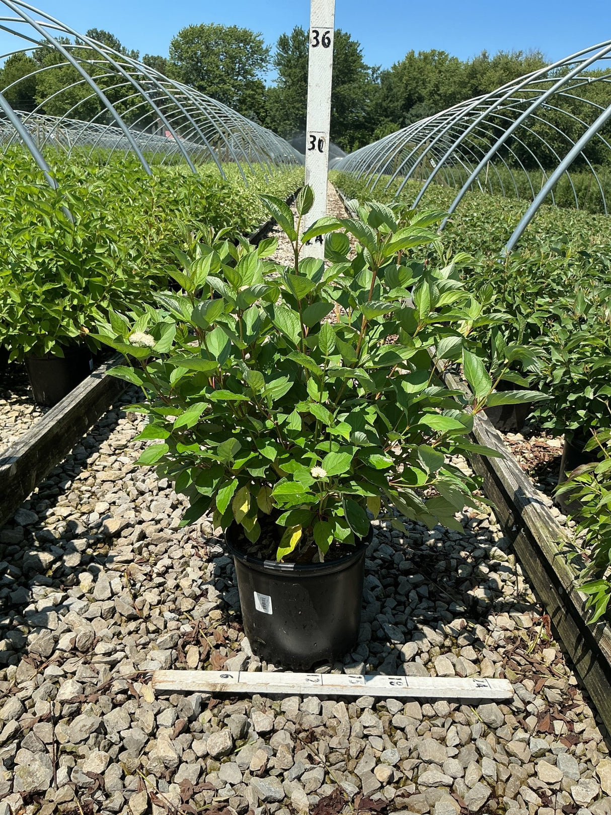 Bailey Red Twigged Dogwood shrub in a #3 container showing lush green foliage and small white blooms at a nursery.