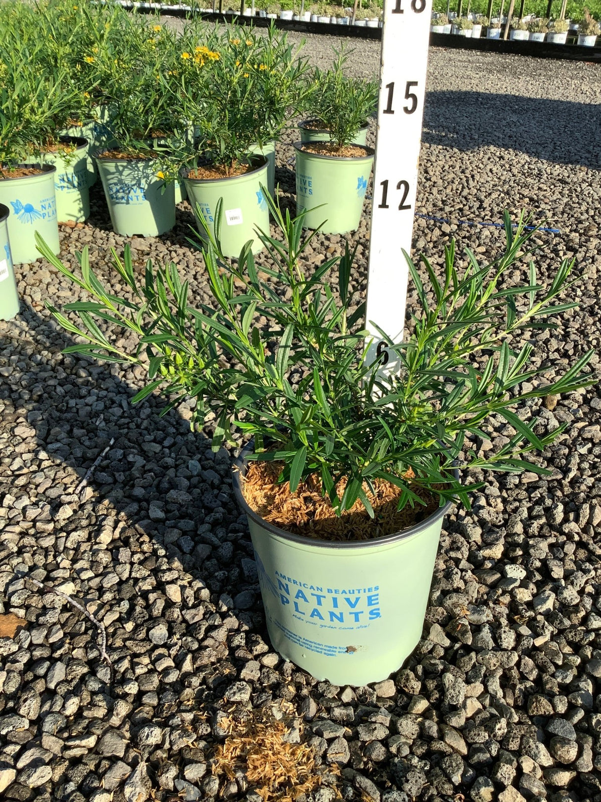 Hypericum kalmianum 'Gemo' St. Johns Wort shrub in a #2 nursery container with narrow green foliage at a plant nursery.