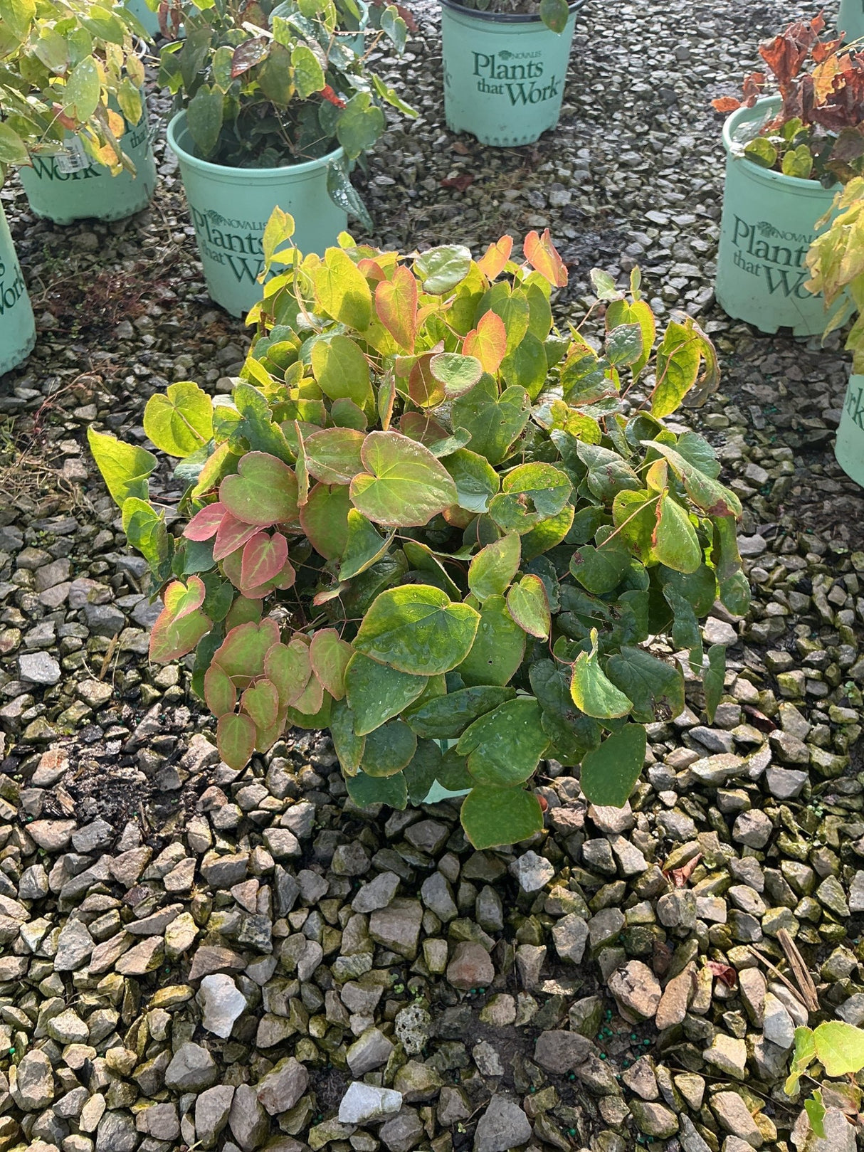 Red Barrenwort Epimedium x rubrum showing heart-shaped green and pink-tinged foliage in a #1 nursery container on gravel.