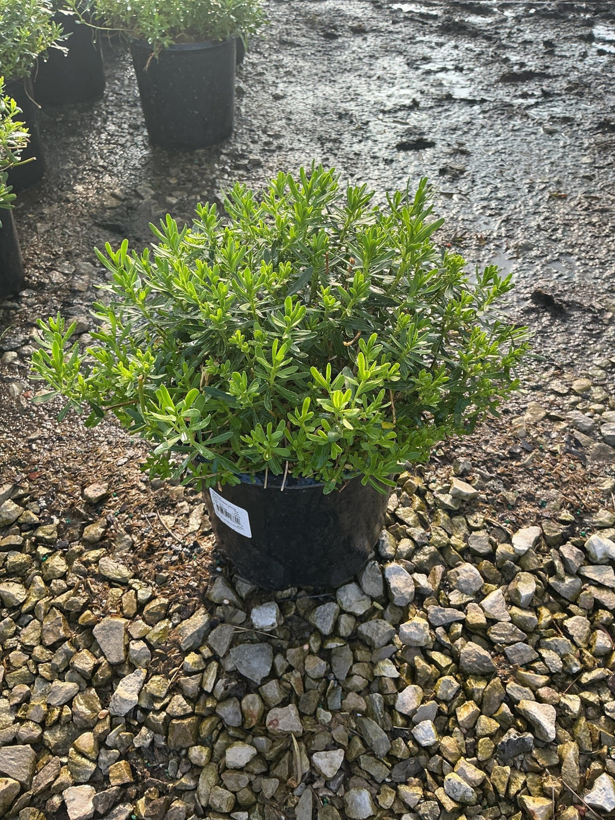 Alexander's White Candytuft shrub in a #1 black nursery container, showing dense mounded green foliage at a garden center.