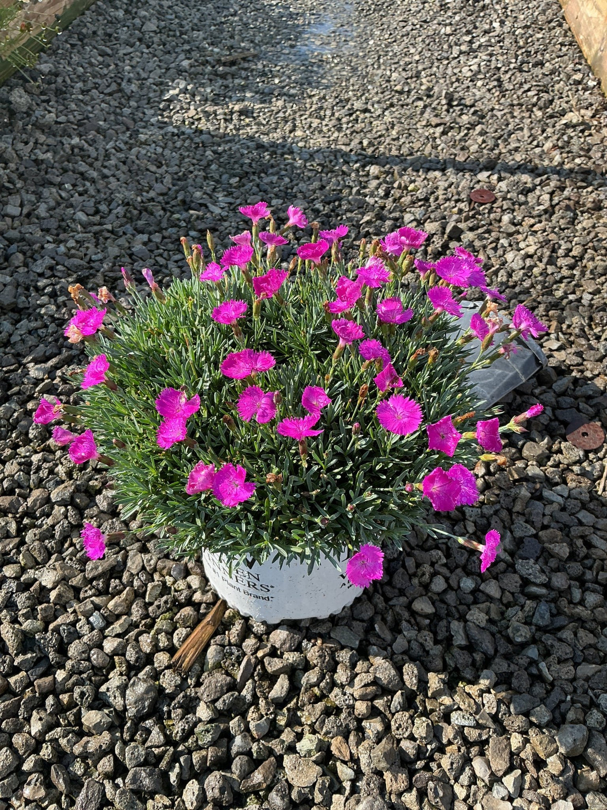 Paint the Town Fuchsia Dianthus blooming in a white nursery container, covered in vivid magenta flowers on gravel.