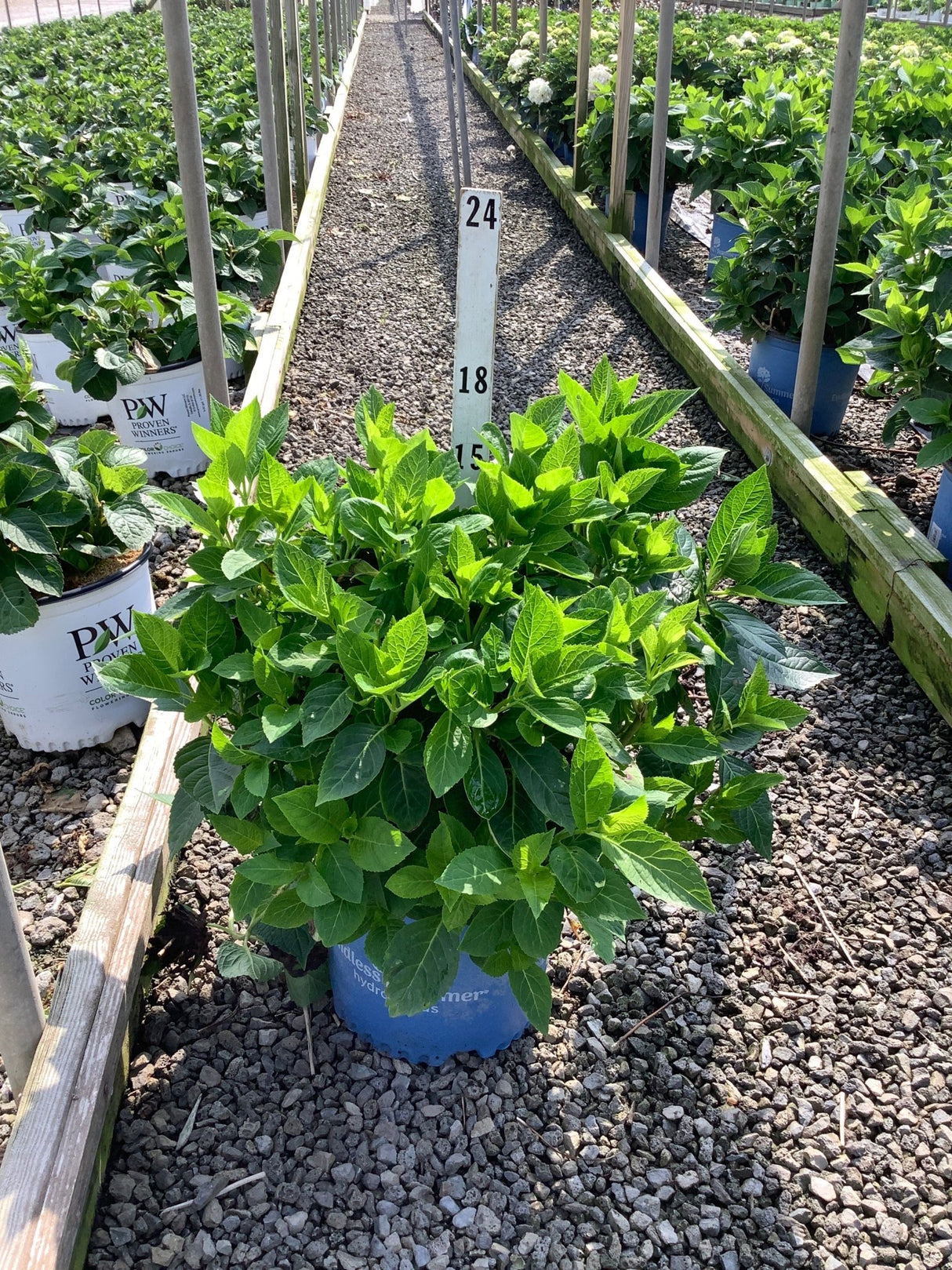 Endless Summer Blushing Bride Bigleaf Hydrangea in a blue #3 container with lush green foliage at a nursery greenhouse.