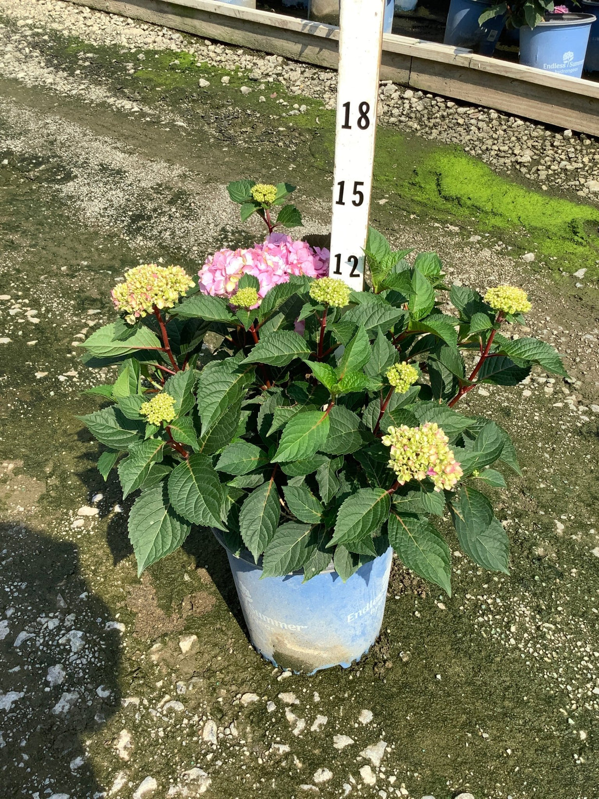Endless Summer BloomStruck Bigleaf Hydrangea in a #2 container with pink blooms and green buds on reddish stems.