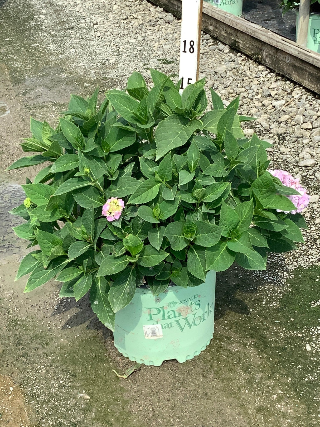 Azure Skies Bigleaf Hydrangea in a #3 container showing lush green foliage with small pink blooms beginning to open.