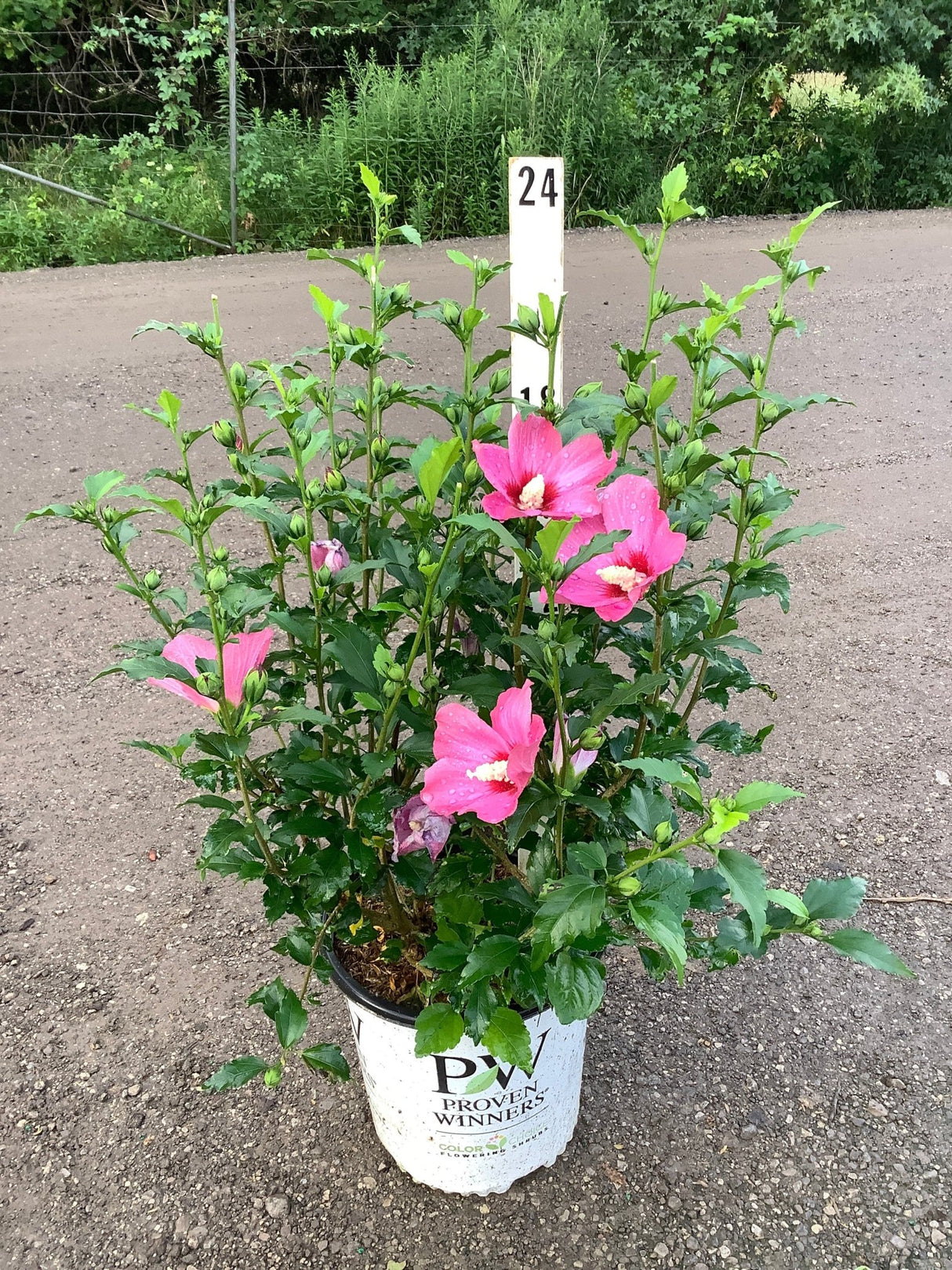 Lil' Kim Red Rose of Sharon shrub in a Proven Winners container showing bright pink blooms and buds.