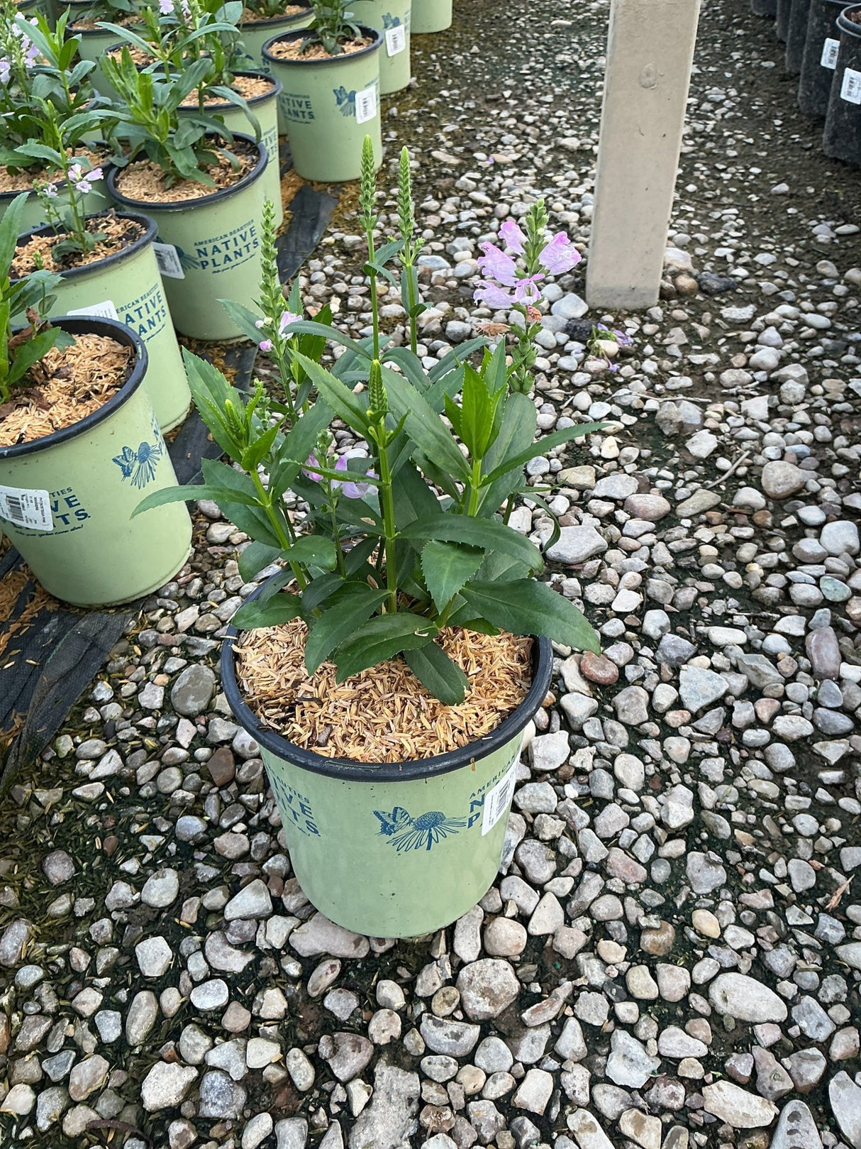 Pink Manners Obedient Plant in a #1 nursery container with light pink blooms on upright stems.