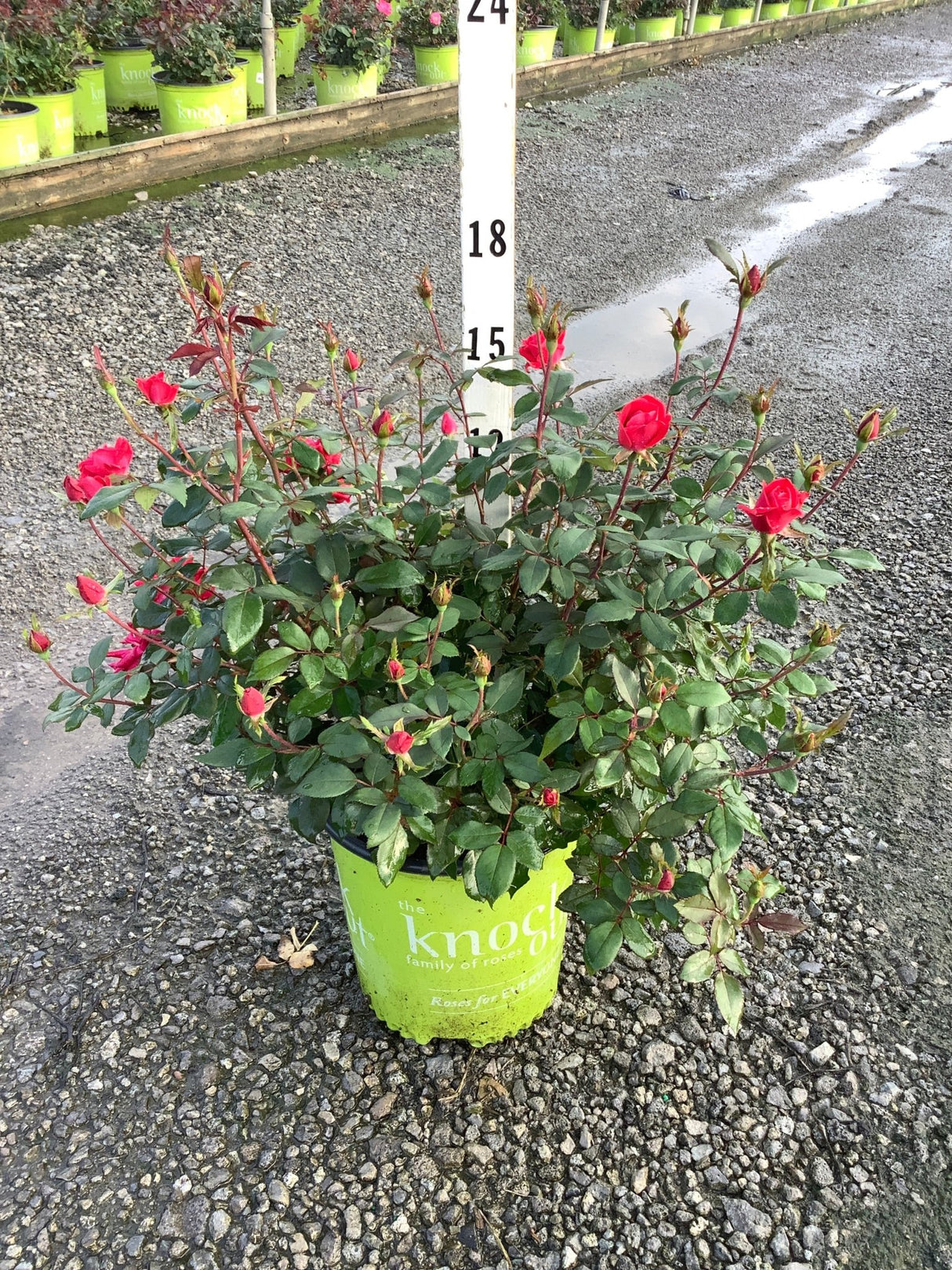 Red Double Knock Out Rose in a #2 container with vivid red blooms and buds, shown at a nursery with a height marker.