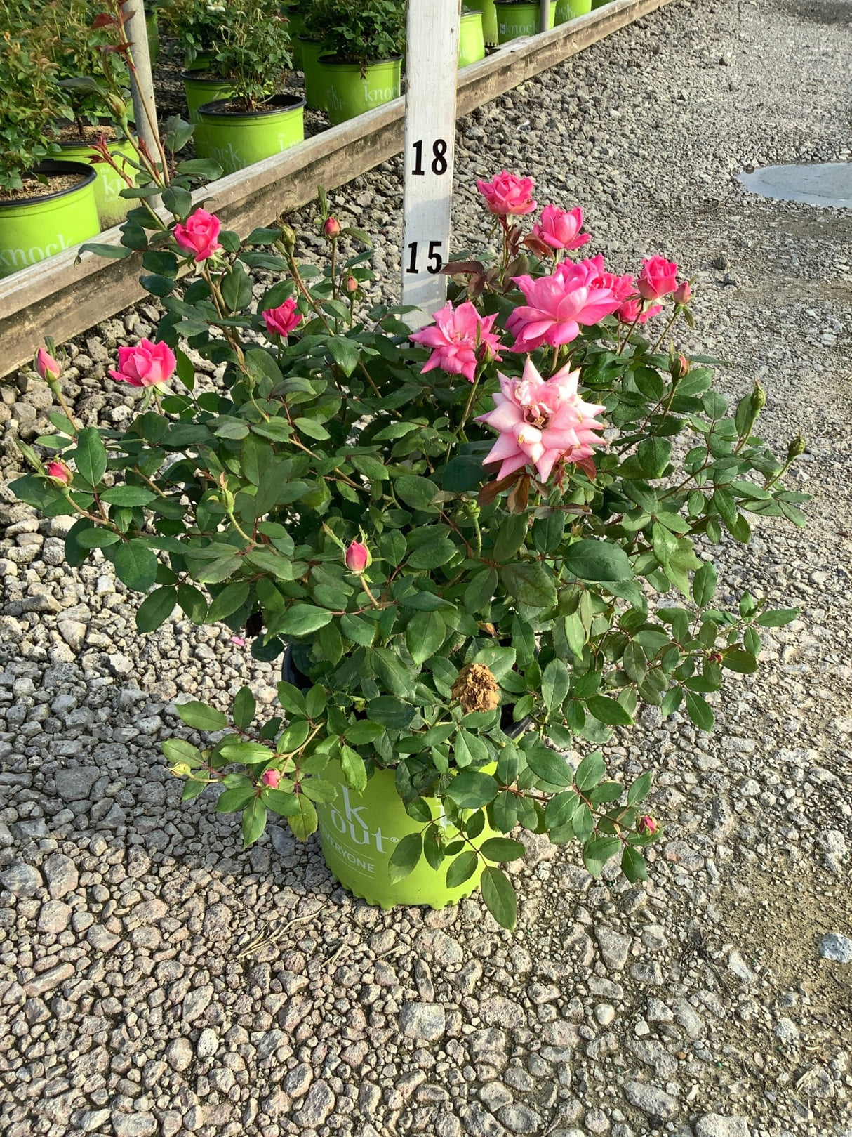 Pink Double Knock Out Shrub Rose in a lime green container with abundant hot pink double blooms and buds at a nursery.