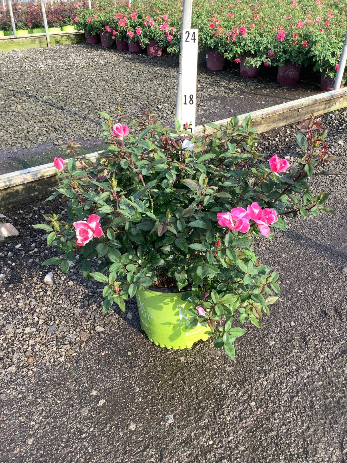 Pink Knock Out Shrub Rose in a lime green #3 container with bright pink blooms and dark green foliage.