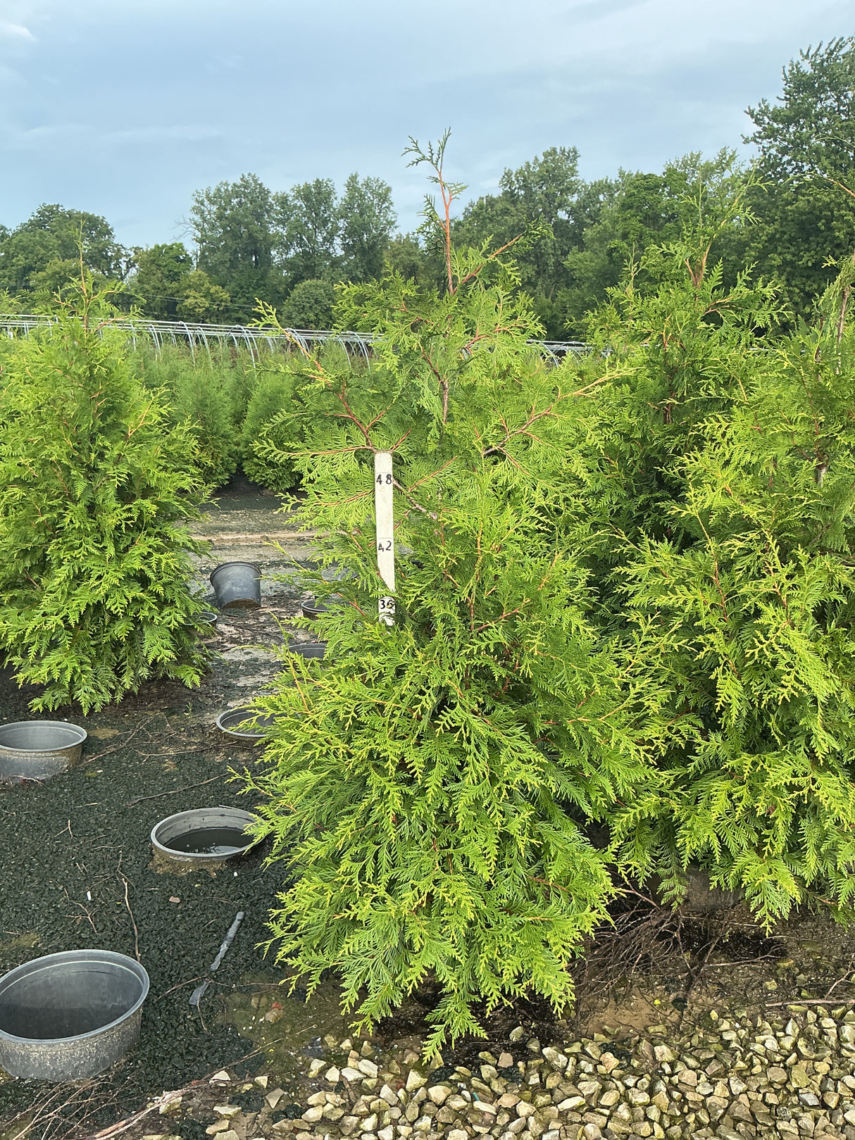 Green Giant Arborvitae shrubs growing in a nursery row, showing bright green feathery foliage on a 3-4 ft container plant.