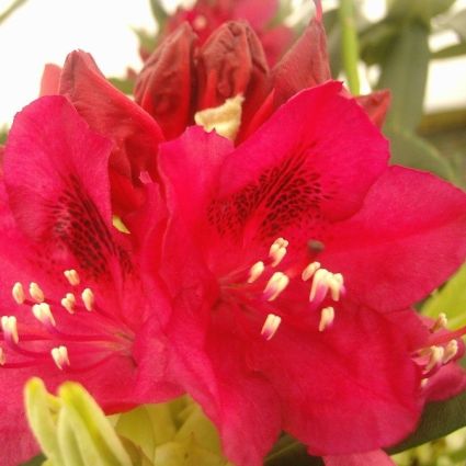Close-up of red, pink rhododendron flowers on Nova Zembla Rhododendron blooming in late spring.