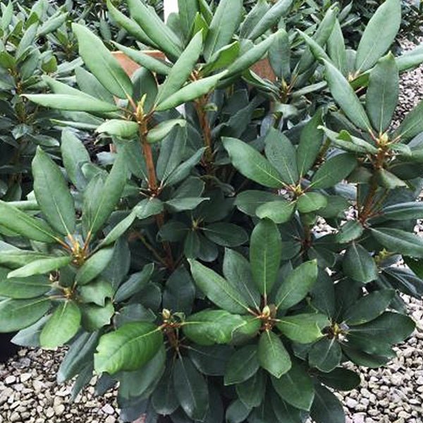 Close-up of purple rhododendron flowers on Roseum Elegans Rhododendron blooming in late spring.