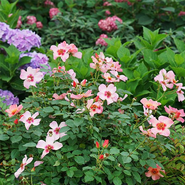 Ringo All-Star™ Shrub Rose