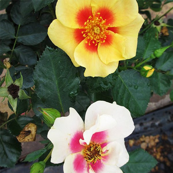 Ringo® Rose (Rosa x 'ChewBullseye'), a shrub featuring red, pink, yellow, white flowers and deciduous.