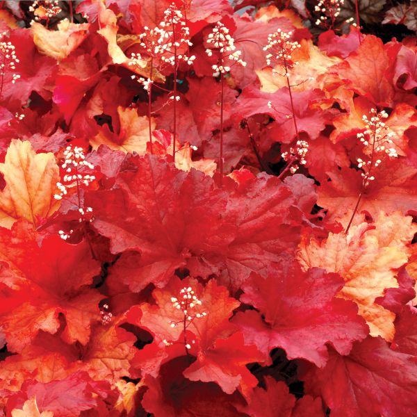 Perennial foliage of Rio Coral Bells (Heuchera x ‘Rio’ PP24,273) in a garden setting.