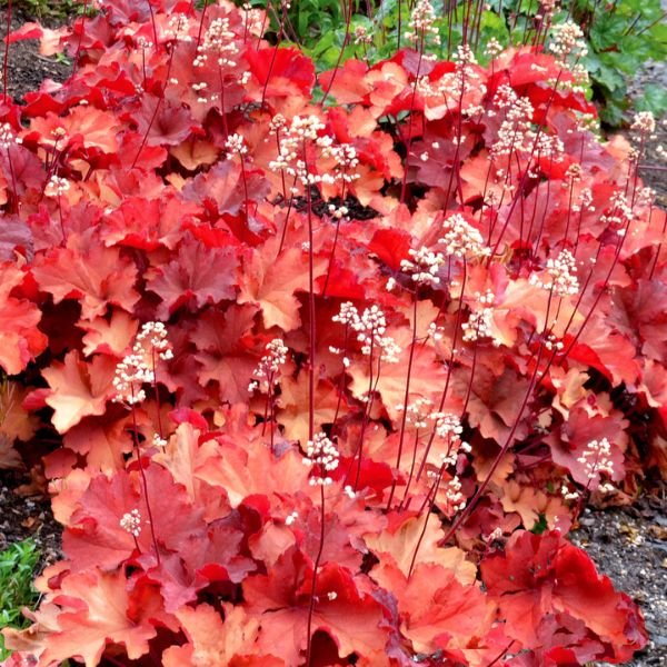 Rio Coral Bells (Heuchera x ‘Rio’ PP24,273) growing in a garden landscape, showing mature perennial form.