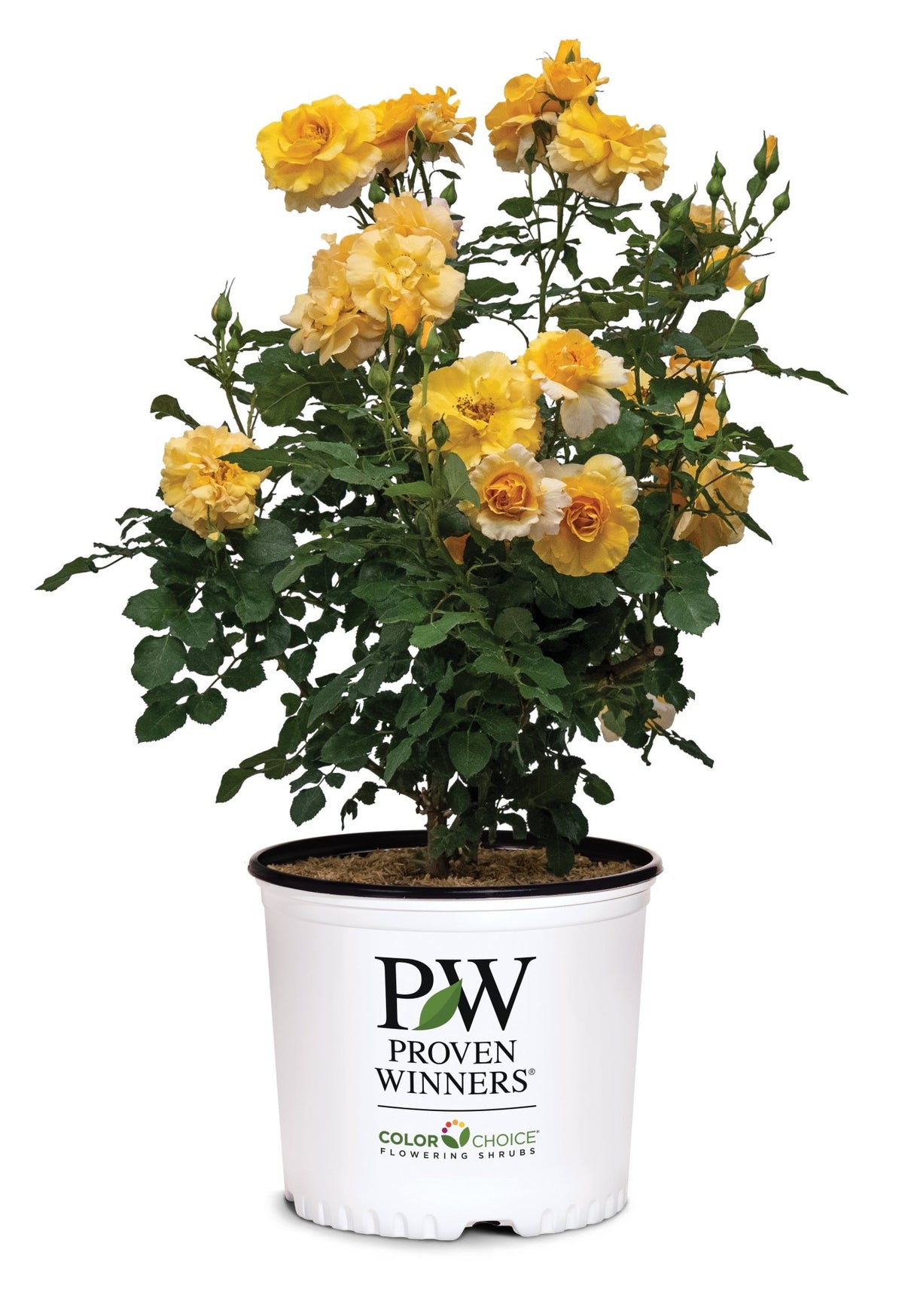 Rise Up Amberness Climbing Rose shrub, front view