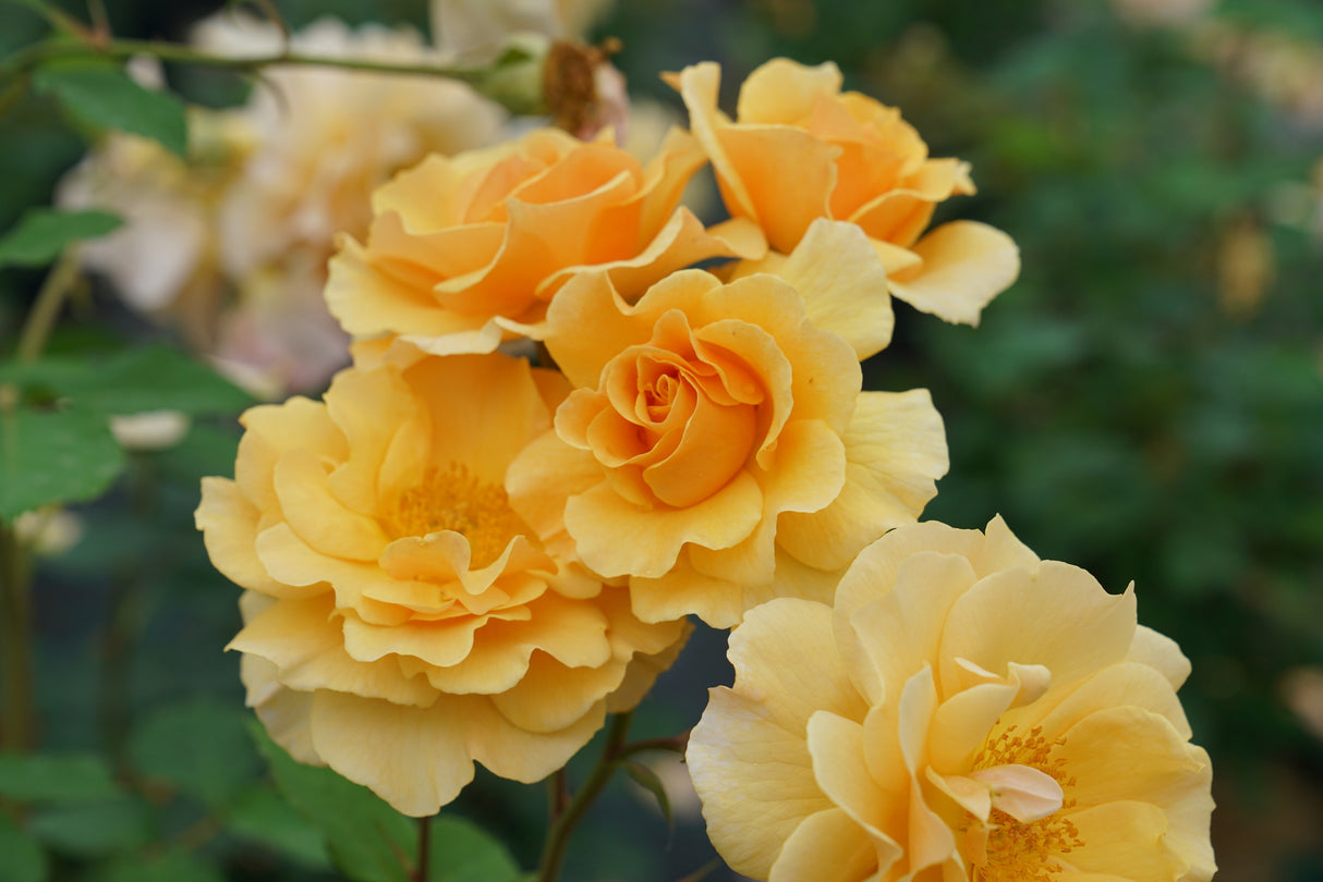 Rise Up Amberness Climbing Rose shrub, side view