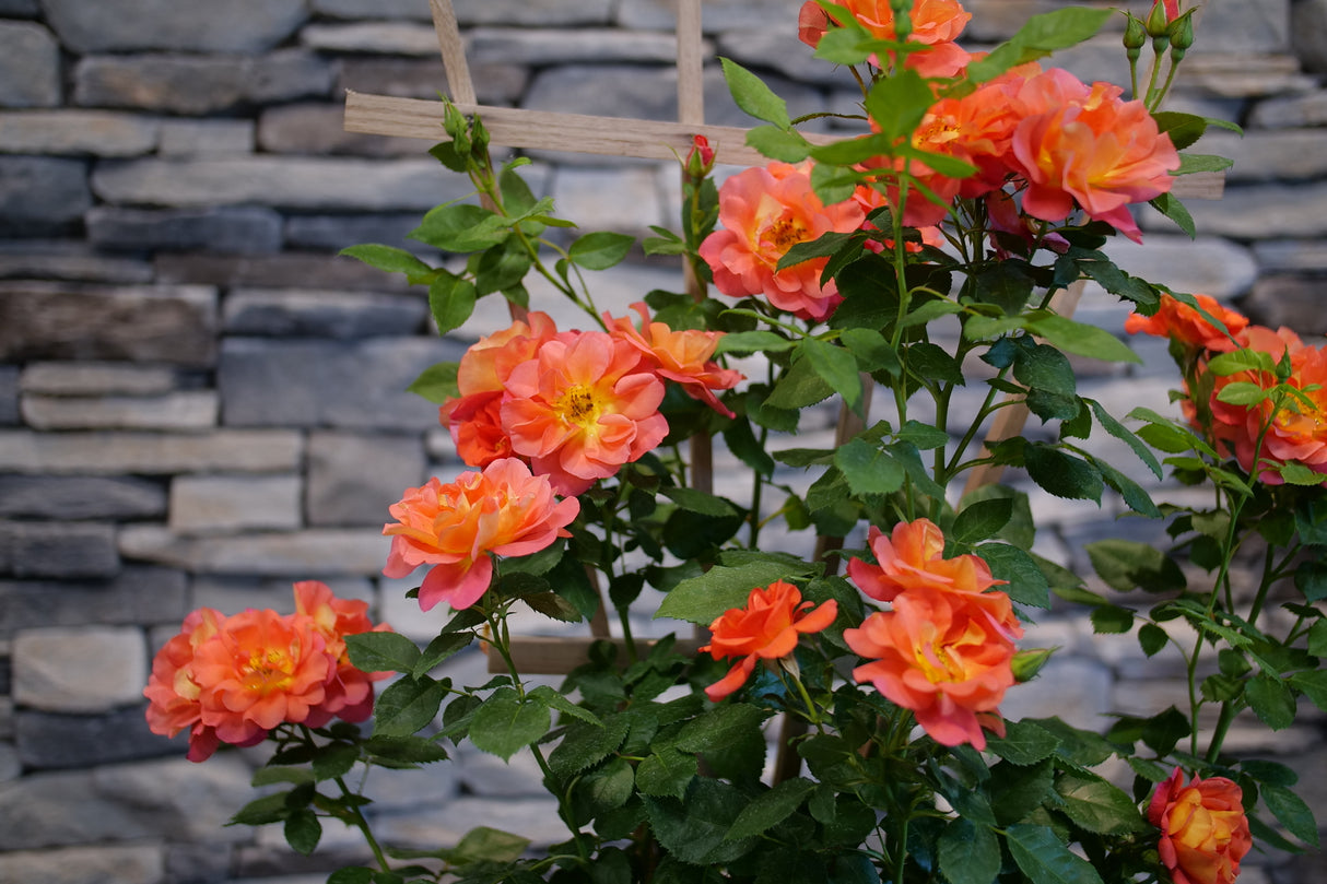 Rise Up Emberays Climbing Rose shrub, detail view