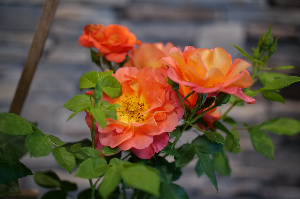 Rise Up Emberays Climbing Rose shrub, garden view