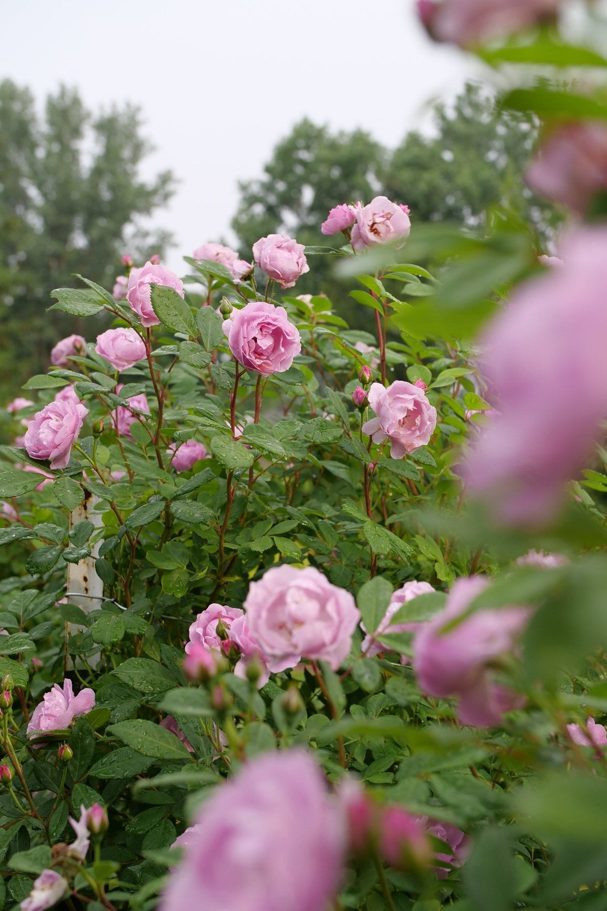 Rise Up Lilac Days Climbing Rose shrub, lifestyle view