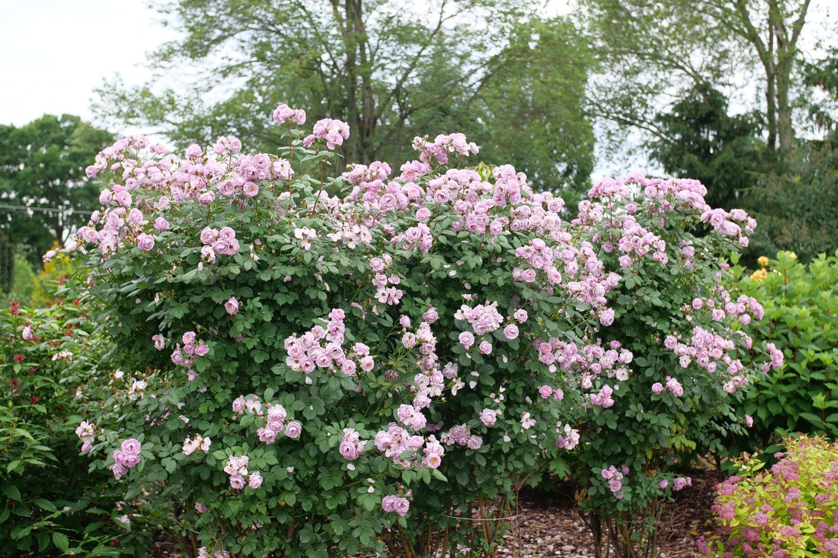 Rise Up Lilac Days Climbing Rose shrub, close-up
