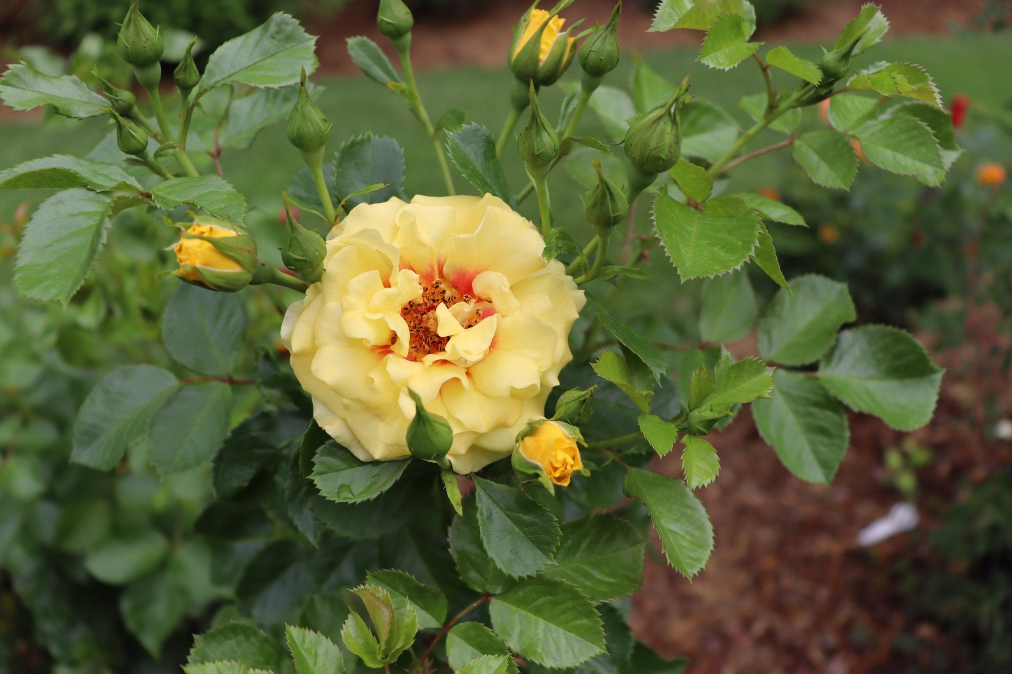 ＲINGO（感謝）/5 Rise Up Ringo Climbing Rose | Reblooming Mini Climber | Nature Hills