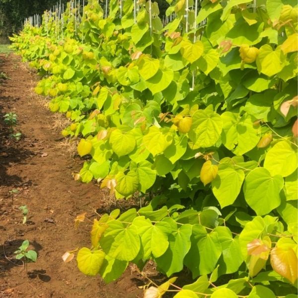 Rise 'N Shine Redbud Tree