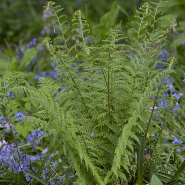 Robust Male Fern (Dryopteris filix-mas undulata 'Robusta'), a perennial featuring perennial and arching, dense form.