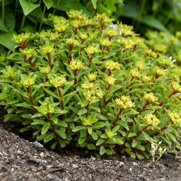 Proven Winners® Rock 'N Round® Bright Idea Sedum