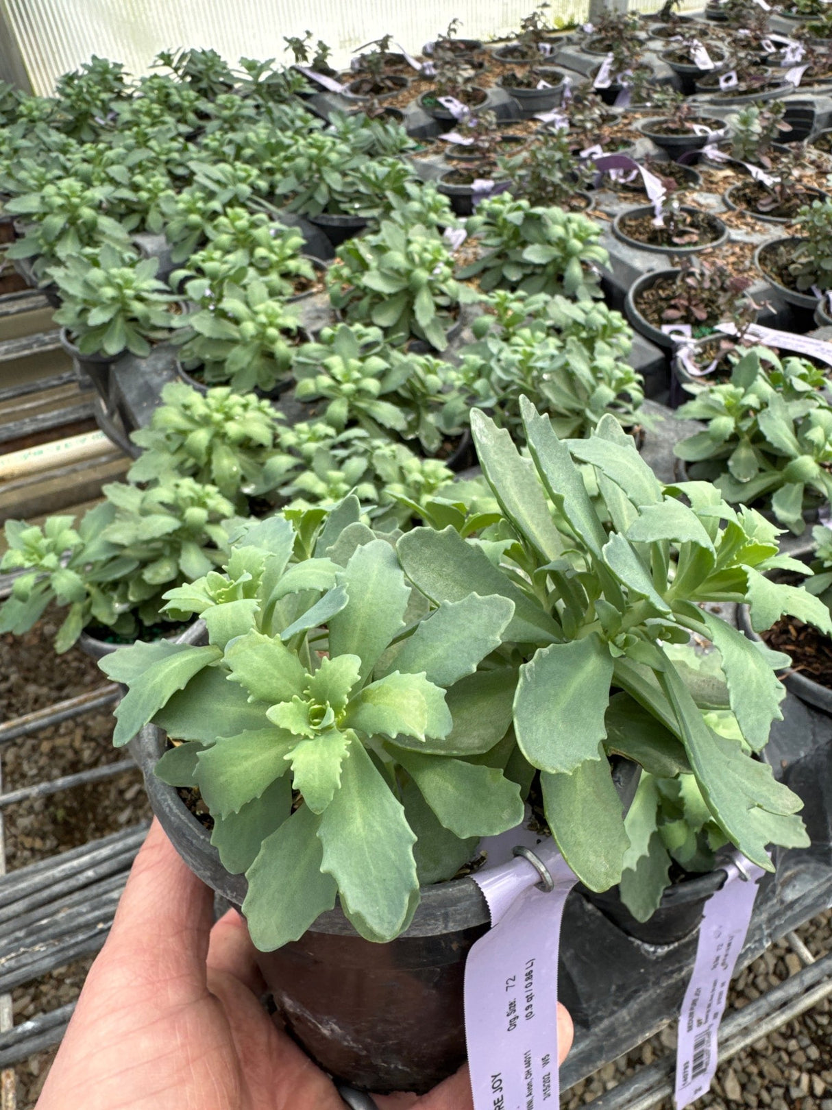 Rock 'N Round™ Pure Joy Sedum (Sedum x 'Pure Joy') perennial detail, image 6 of 6.