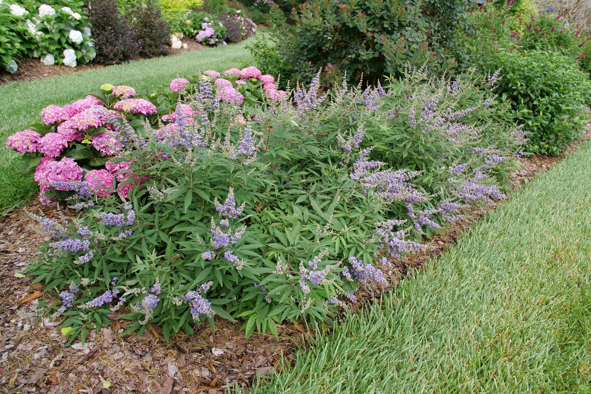 Rock Steady Chaste Tree shrub, front view