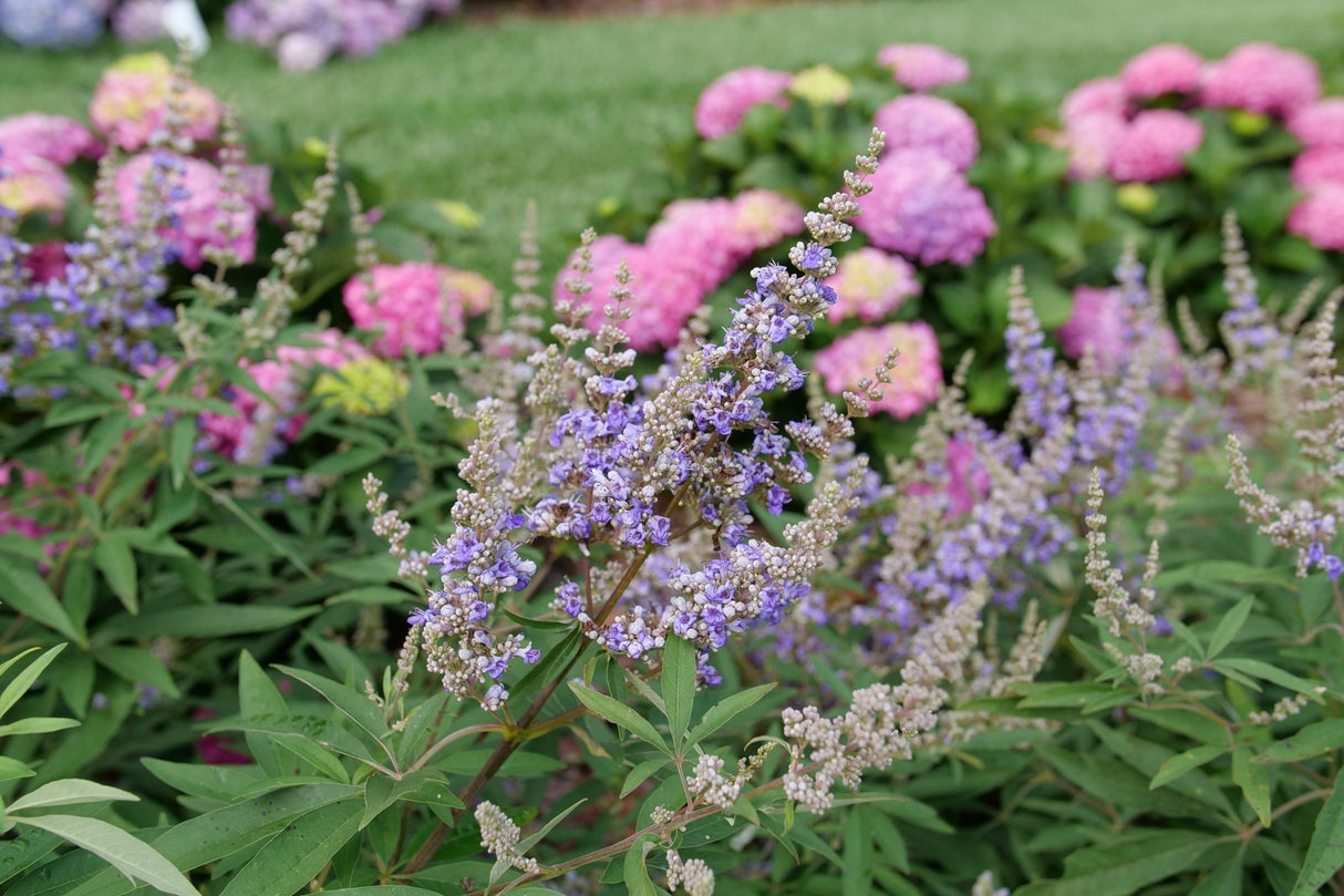Rock Steady Chaste Tree shrub, lifestyle view
